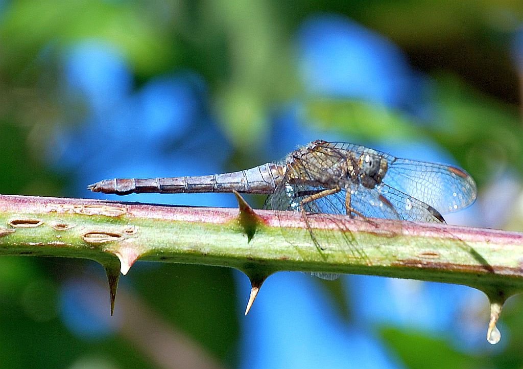 Orthetrum coerulescens, vecchia femmina